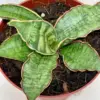 Snake Plant 'Silver Blue'