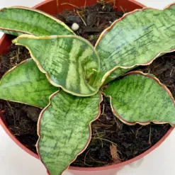 Snake Plant 'Silver Blue'