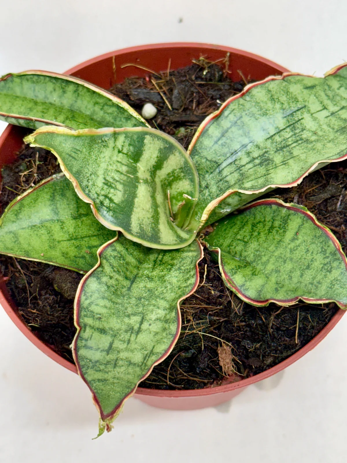 Snake Plant 