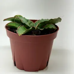 Snake Plant 'Silver Blue' — additional view