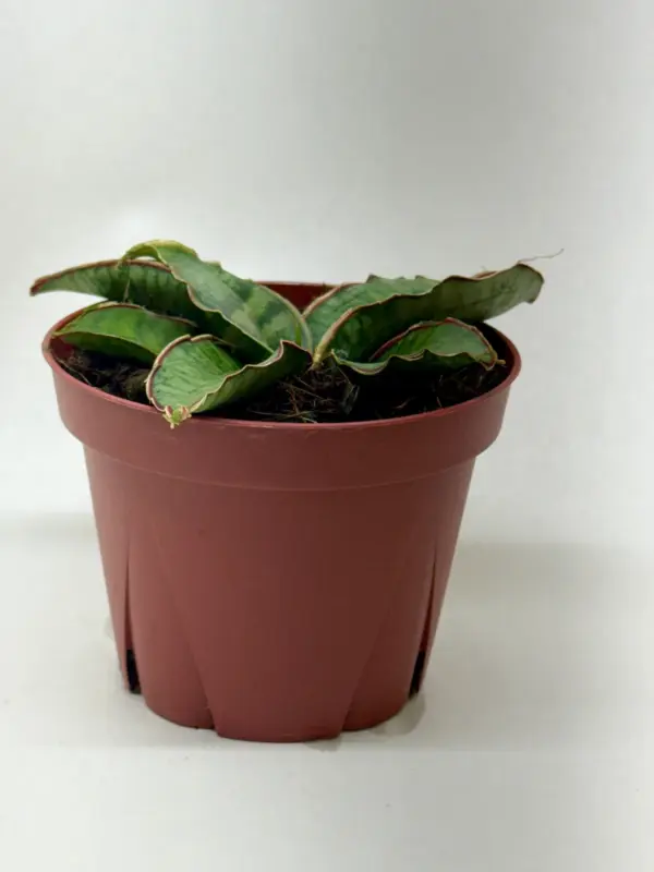 Snake Plant 'Silver Blue' — additional view
