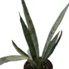 Snake 'Silver Princess' houseplant