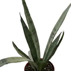 Snake 'Silver Princess' houseplant