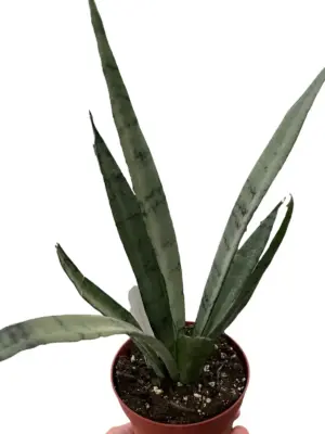 Snake 'Silver Princess' houseplant