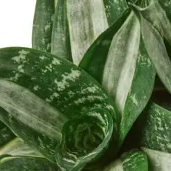 Snake Plant Silver Streak