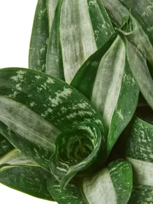 Snake Plant Silver Streak
