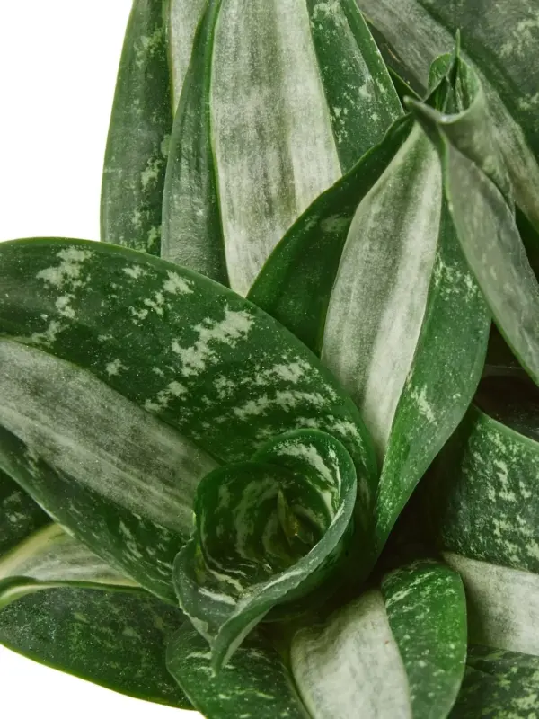 Snake Plant Silver Streak