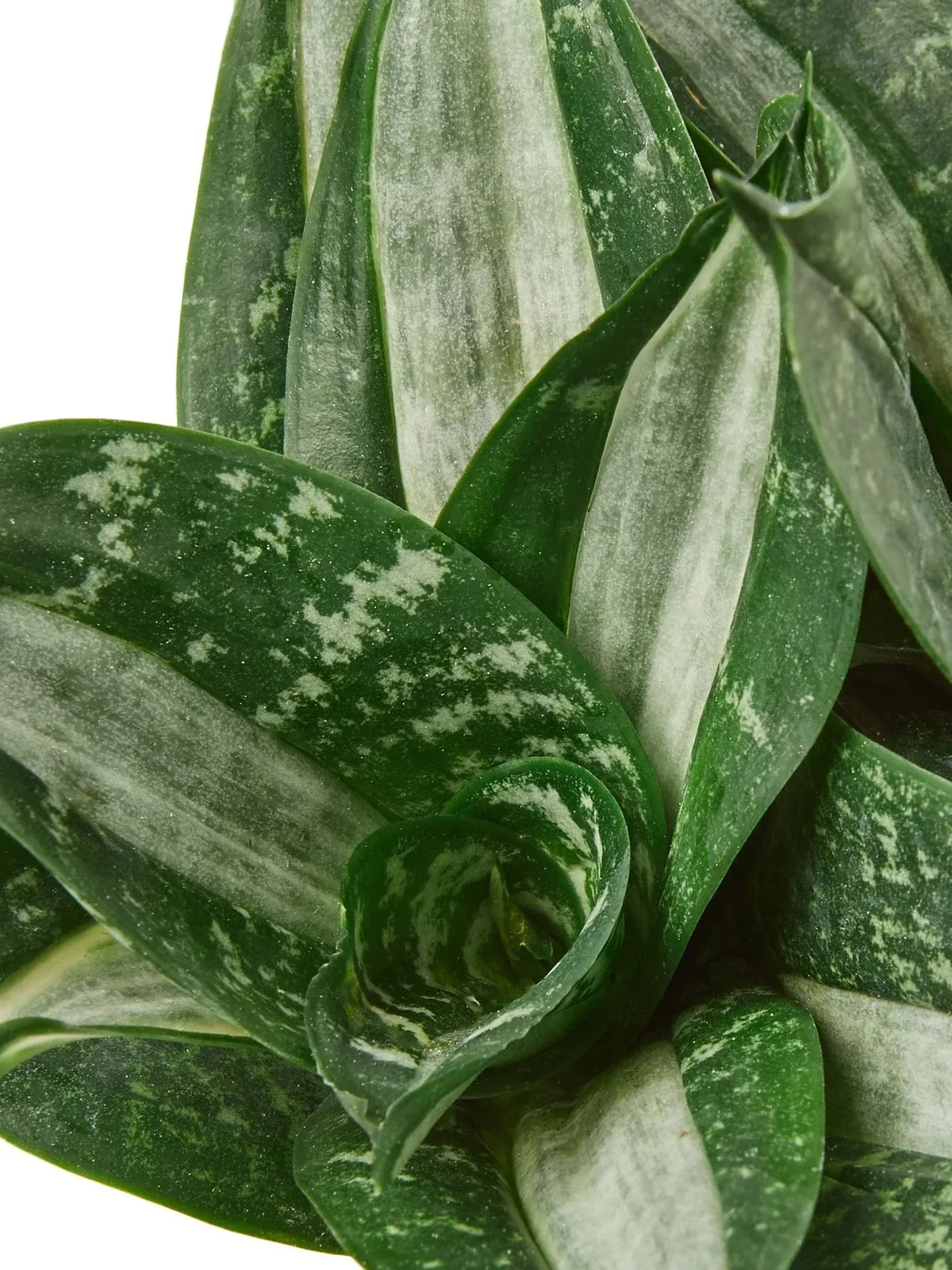 Snake Plant Silver Streak
