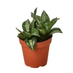 Snake Plant Silver Streak — additional view