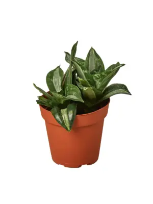 Snake Plant Silver Streak — additional view