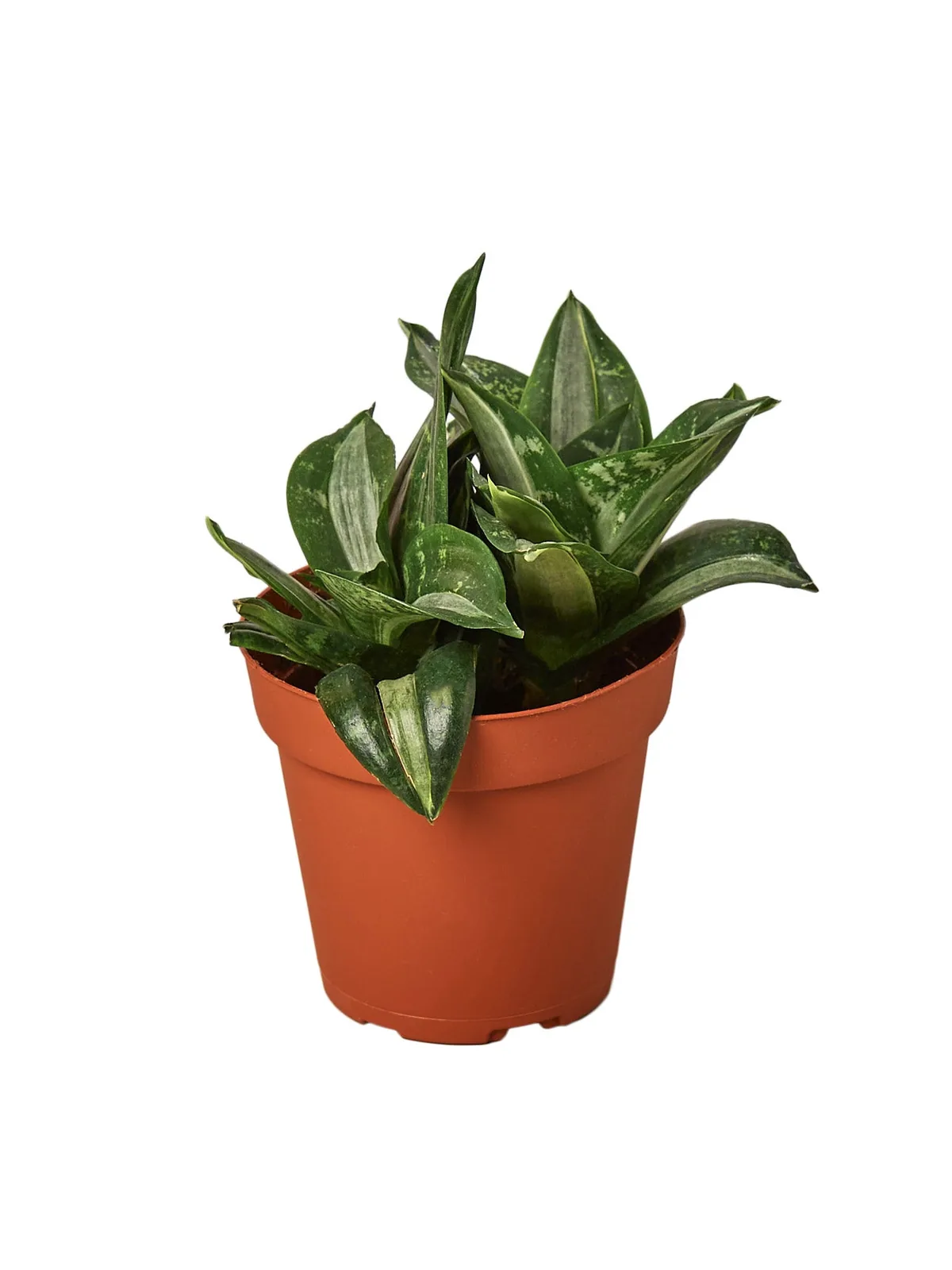 Snake Plant Silver Streak — additional view