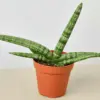 Snake Plant 'Starfish'