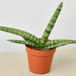 Snake Plant 'Starfish'