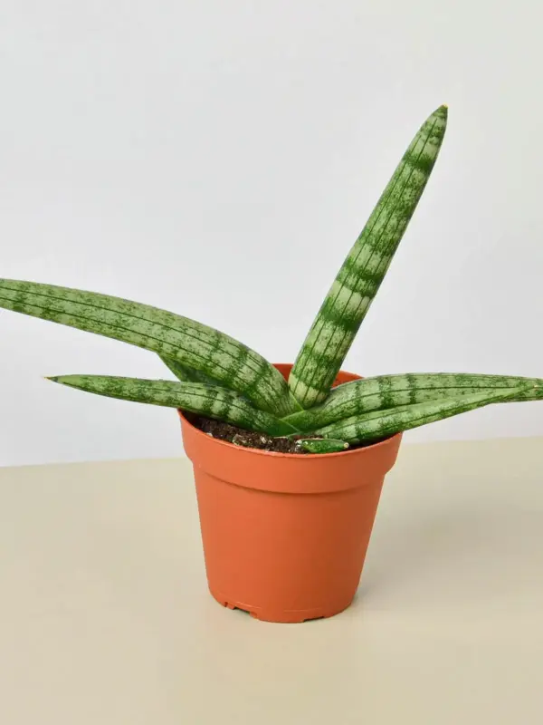 Snake Plant 'Starfish'