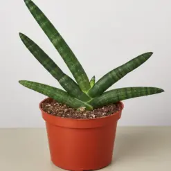 Snake Plant 'Starfish' — additional view