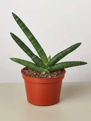 Snake Plant 'Starfish' — additional view