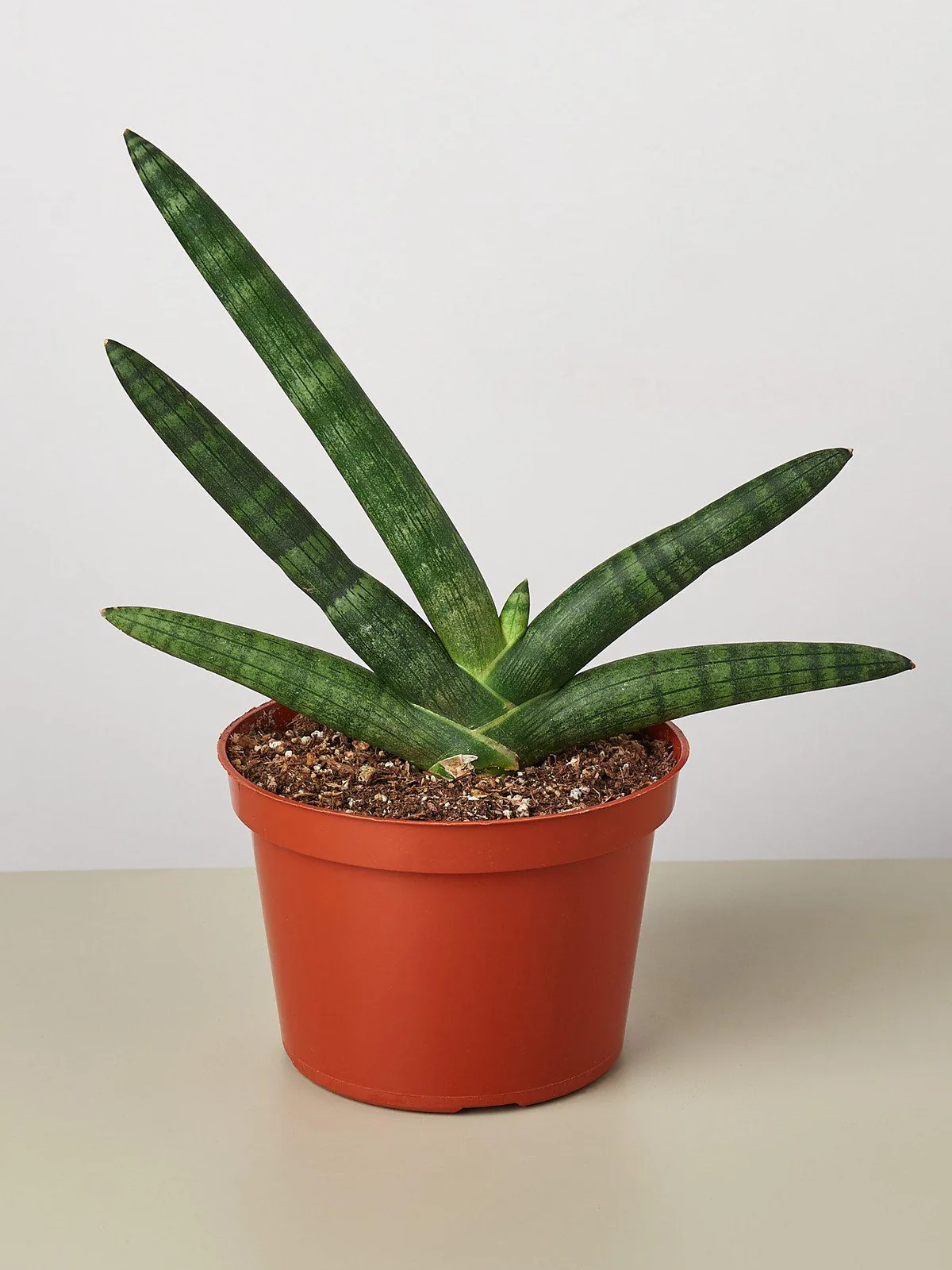 Snake Plant 