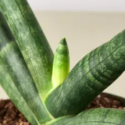 Snake Plant 'Starfish' — leaf detail close-up