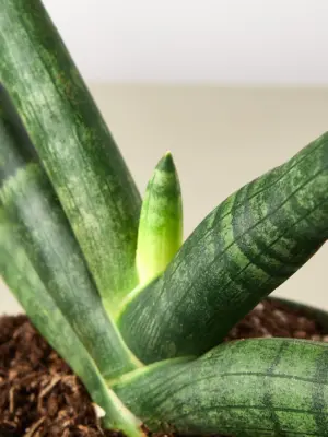 Snake Plant 'Starfish' — leaf detail close-up
