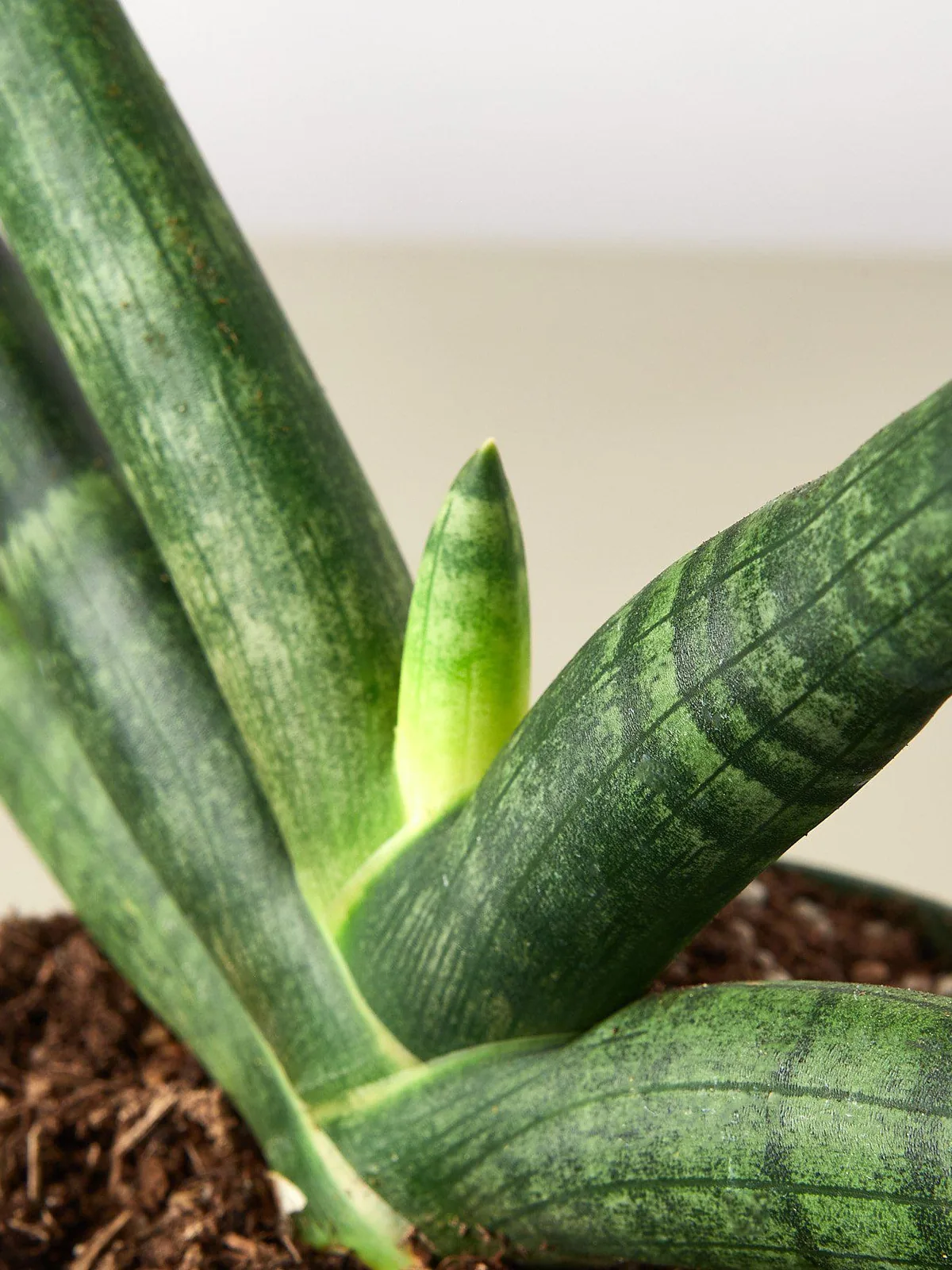 Snake Plant 