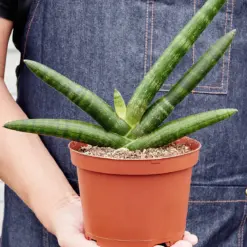 Snake Plant 'Starfish' — held in hand for size reference