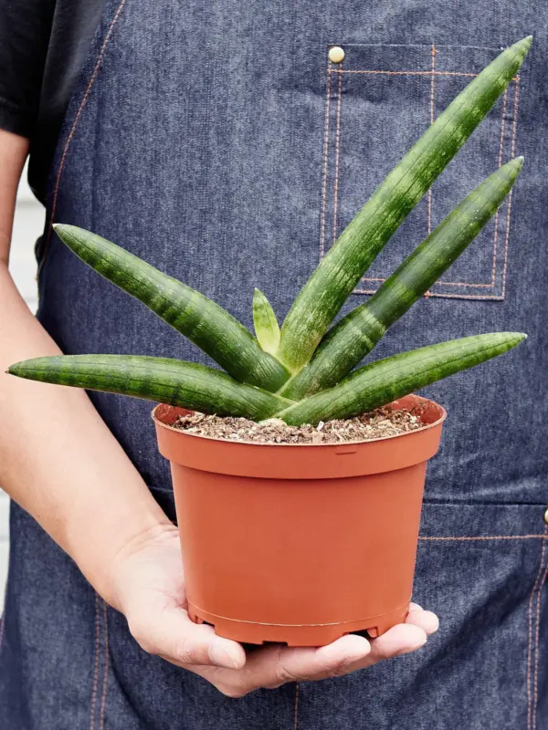 Snake Plant 'Starfish' — held in hand for size reference
