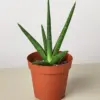 Snake Plant 'Stuckii'