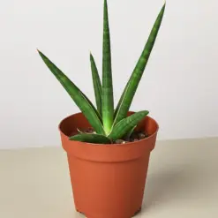 Snake Plant 'Stuckii'