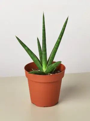 Snake Plant 'Stuckii'
