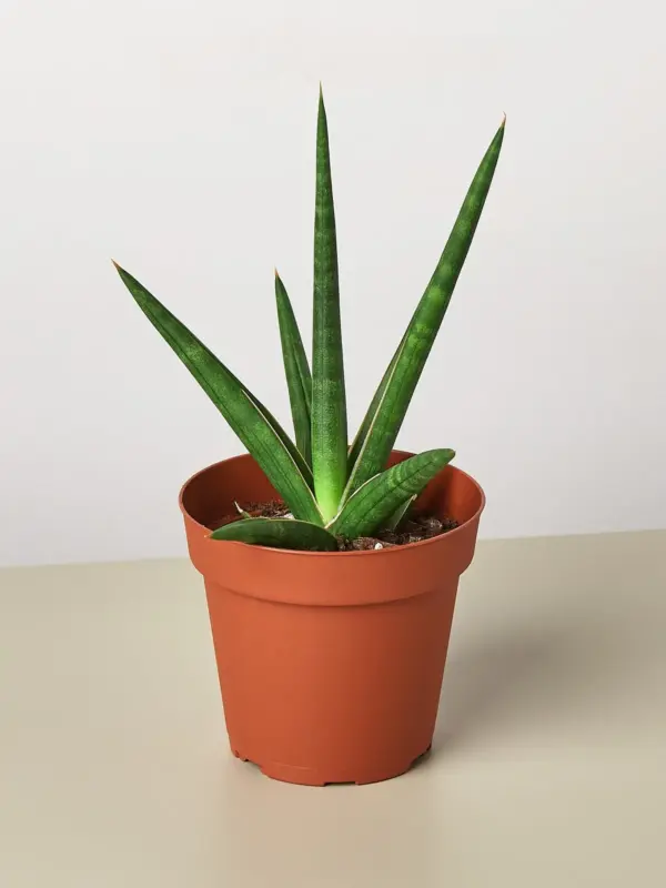 Snake Plant 'Stuckii'