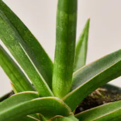 Snake Plant 'Stuckii' — leaf detail close-up