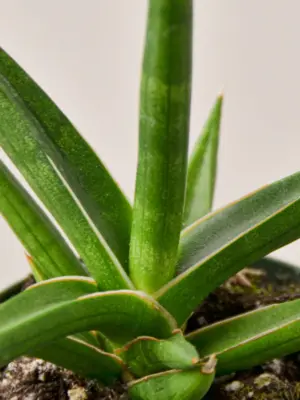 Snake Plant 'Stuckii' — leaf detail close-up
