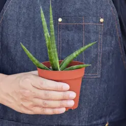 Snake Plant 'Stuckii' — held in hand for size reference