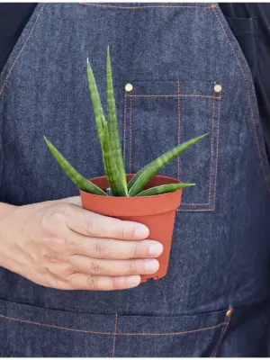 Snake Plant 'Stuckii' — held in hand for size reference