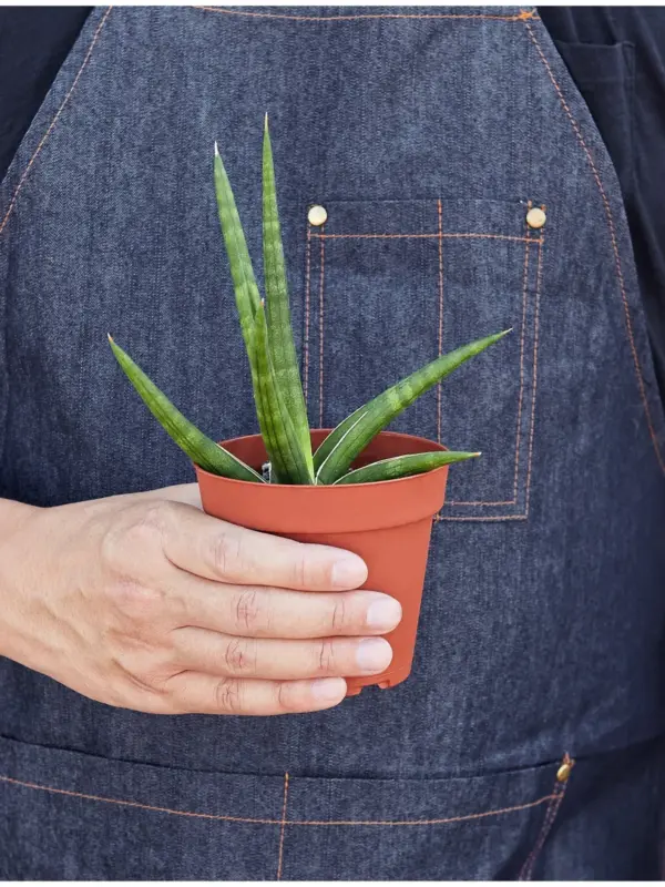 Snake Plant 'Stuckii' — held in hand for size reference