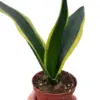 Snake Trifasciata Black Gold houseplant