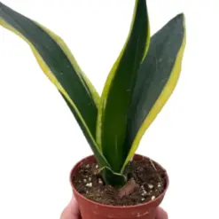 Snake Trifasciata Black Gold houseplant