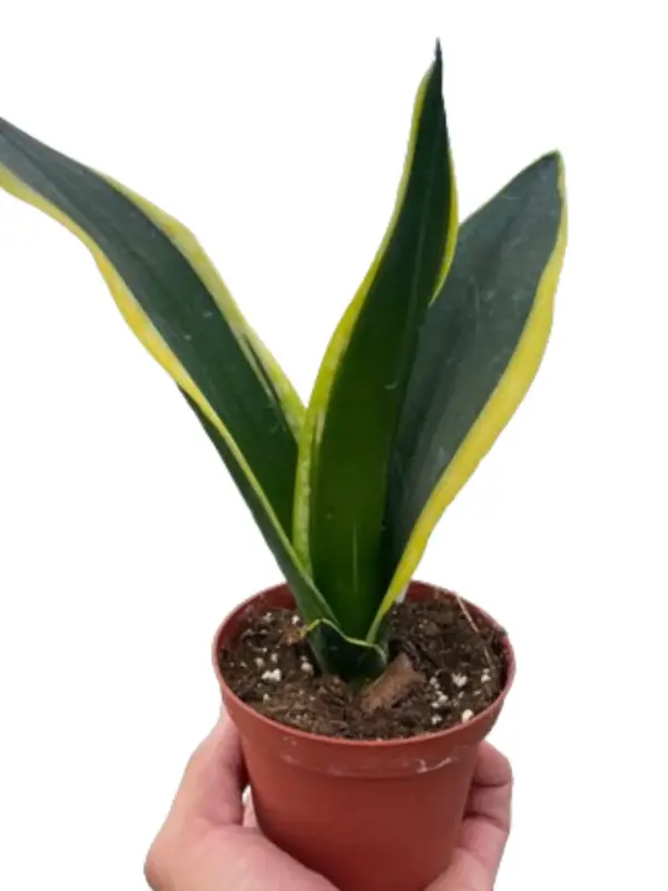 Snake Trifasciata Black Gold houseplant