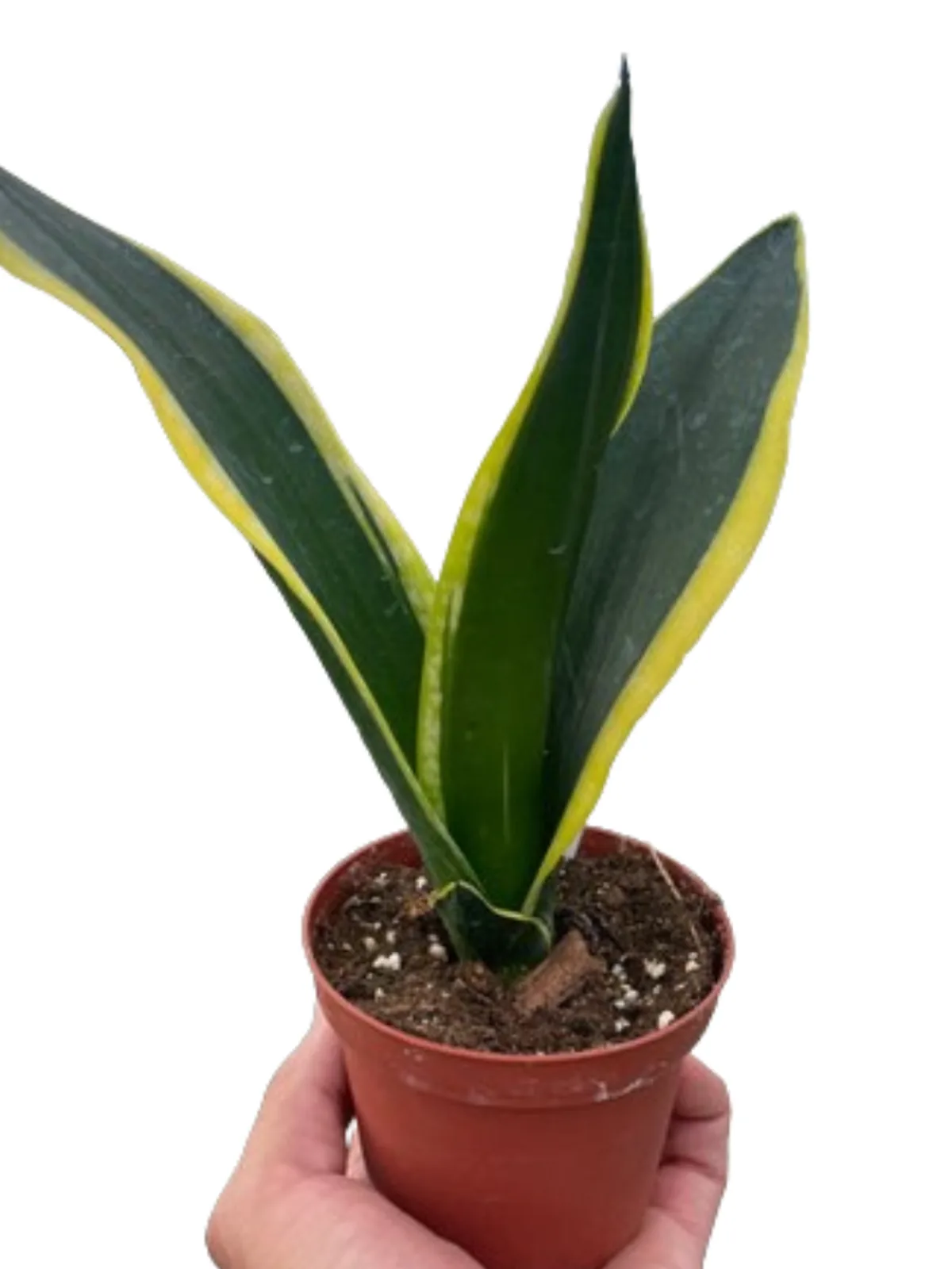 Snake Trifasciata Black Gold houseplant