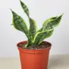 Snake Plant 'Twist'