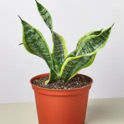 Snake Plant 'Twist'