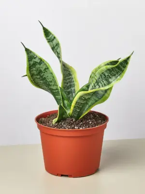 Snake Plant 'Twist'