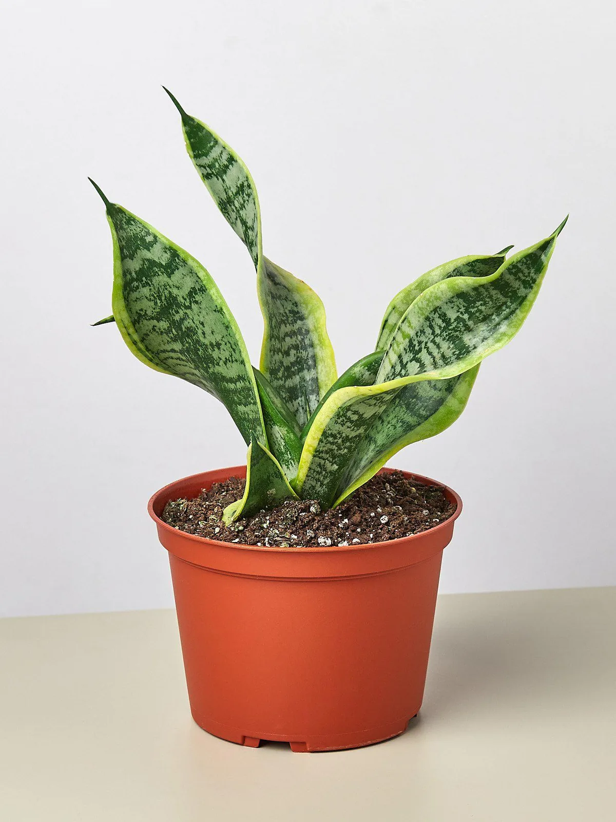 Snake Plant 