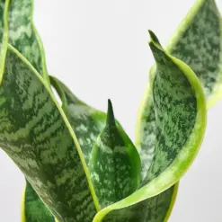 Snake Plant 'Twist' — leaf detail close-up