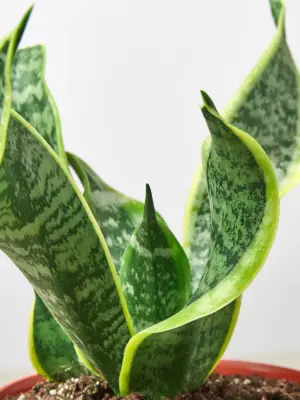 Snake Plant 'Twist' — leaf detail close-up