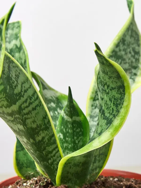 Snake Plant 'Twist' — leaf detail close-up