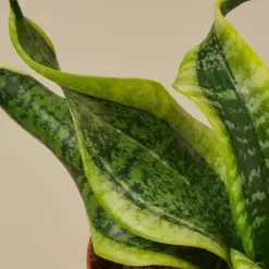 Snake Plant 'Twist' — leaf detail close-up