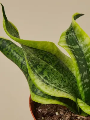 Snake Plant 'Twist' — leaf detail close-up