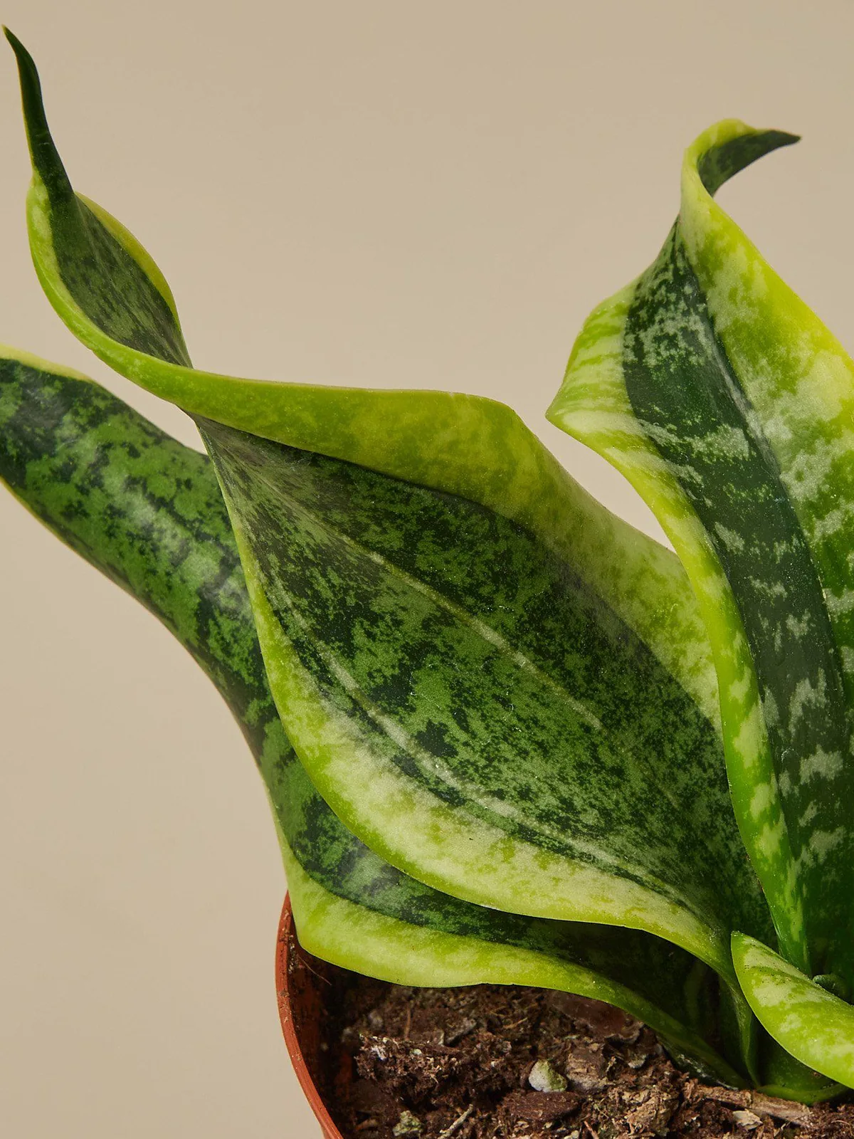 Snake Plant 