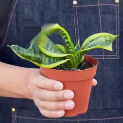 Snake Plant 'Twist' — held in hand for size reference